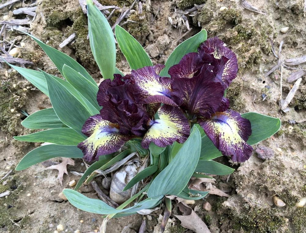 Photo of Standard Dwarf Bearded Iris (Iris 'Buttonwood') uploaded by Islandview