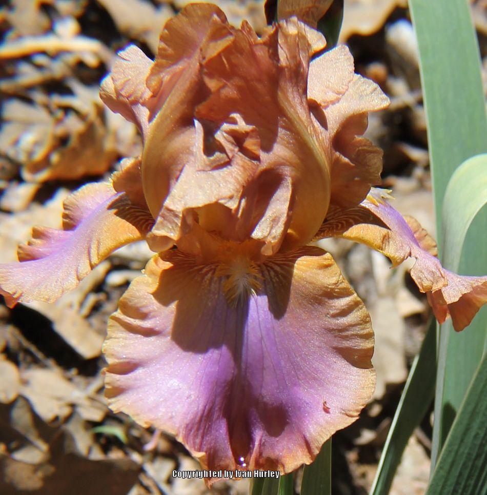 Photo of Tall Bearded Iris (Iris 'Cruise to Autumn') uploaded by Ivan_N_Tx