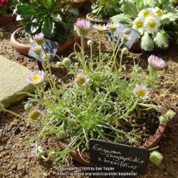 Location: RHS Harlow Carr alpine house, Yorkshire
Date: 2019-04-13