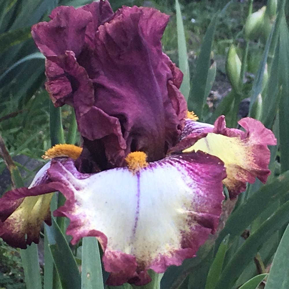 Photo of Tall Bearded Iris (Iris 'Class Ring') uploaded by lilpod13