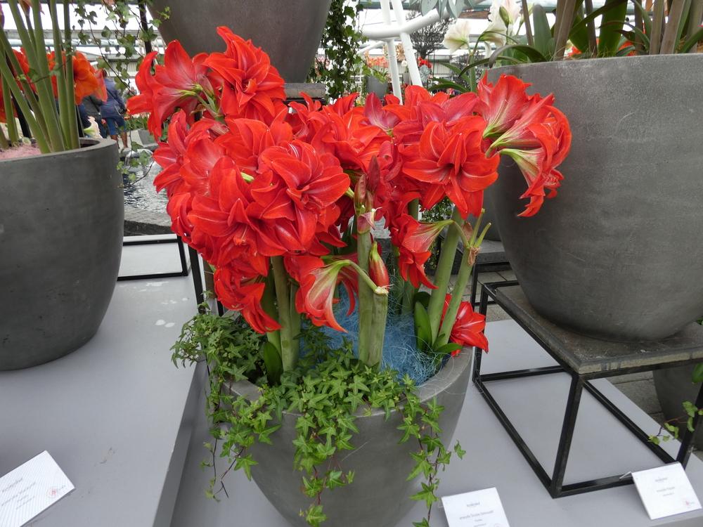Photo of Amaryllis (Hippeastrum 'Double Delicious') uploaded by mellielong