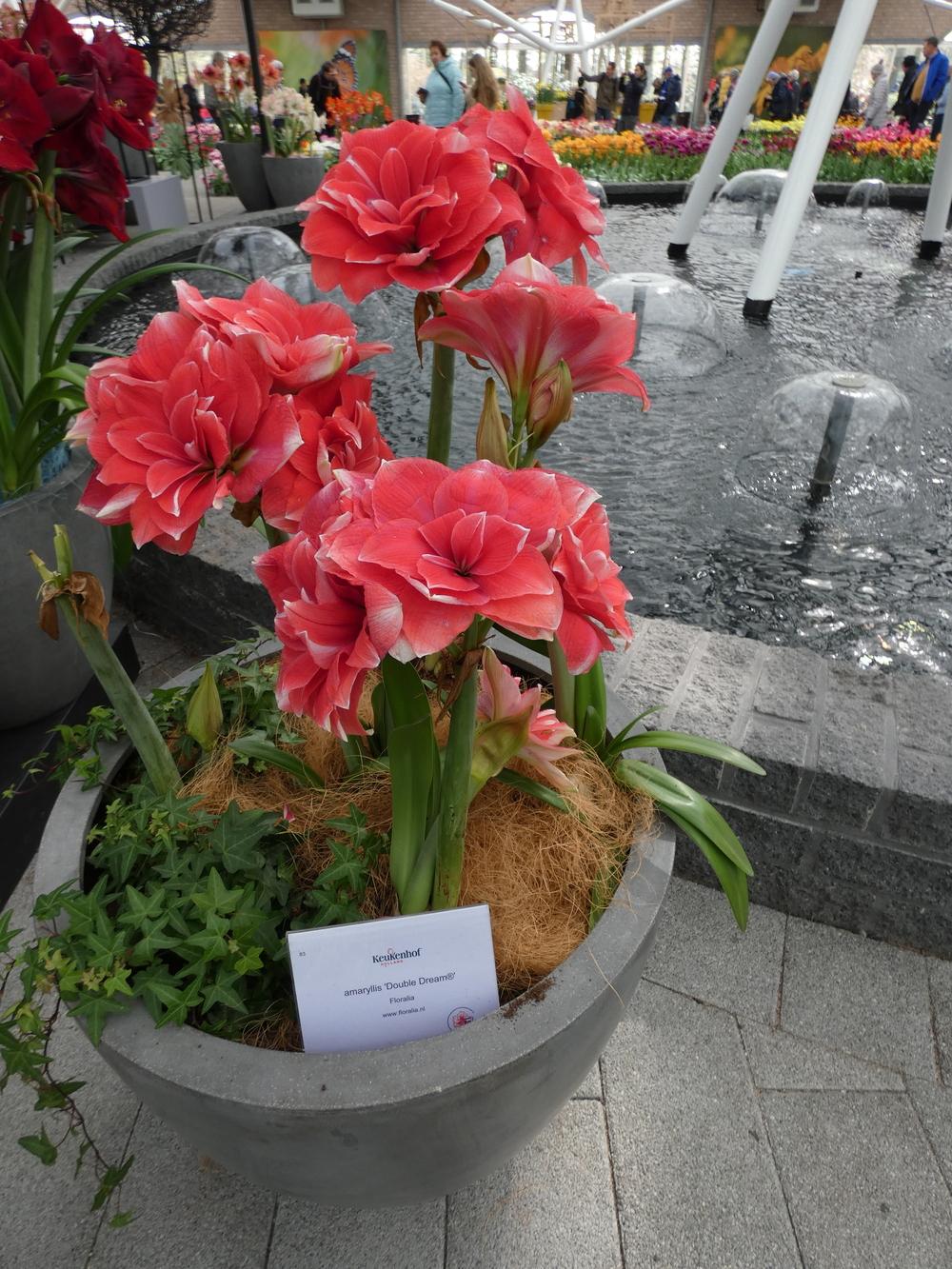 Photo of Amaryllis (Hippeastrum 'Double Dream') uploaded by mellielong