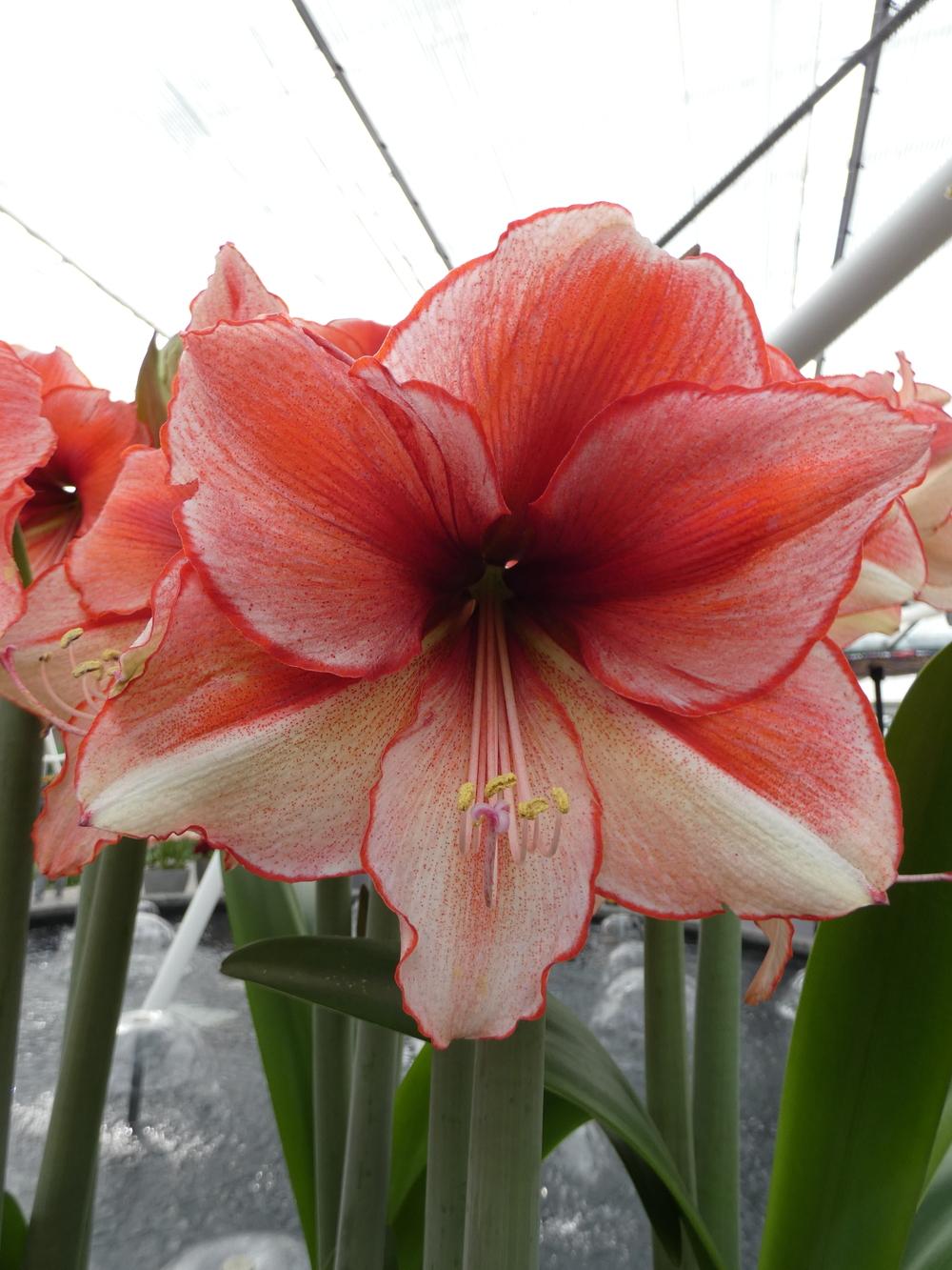Photo of Amaryllis (Hippeastrum 'Coral Beach') uploaded by mellielong