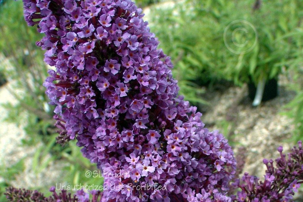 Photo of Butterfly Bush (Buddleja davidii English Butterfly™ Purple Emperor) uploaded by DaylilySLP