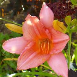 Location: Nora's Garden - Castlegar, B.C.
Date: 2016-07-03
- Usually a lot of orange in this pink.