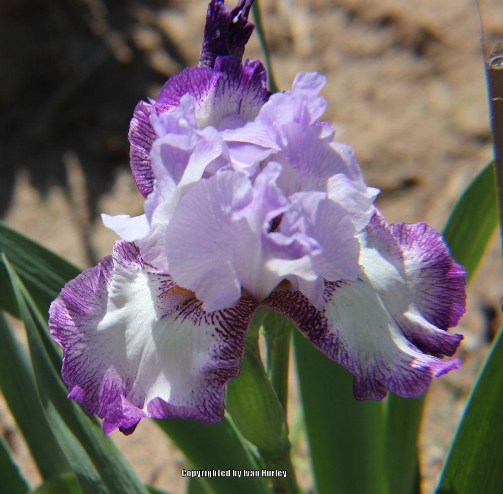 Photo of Tall Bearded Iris (Iris 'Eagle's Flight') uploaded by Ivan_N_Tx