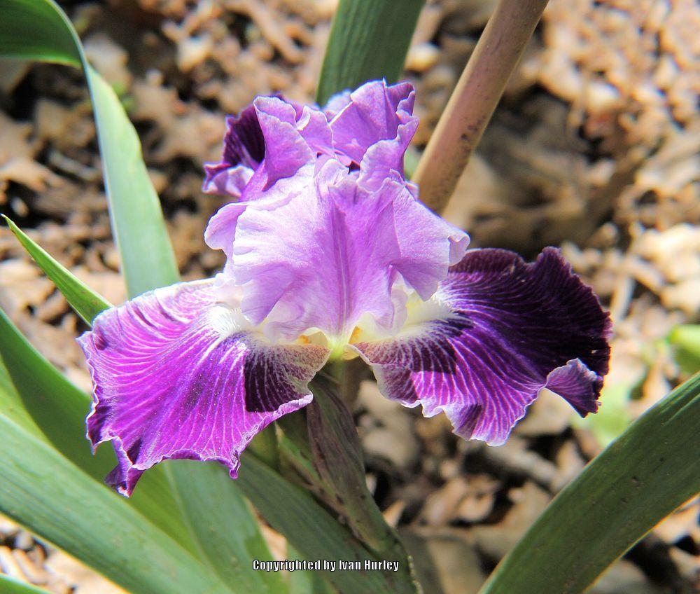 Photo of Tall Bearded Iris (Iris 'Mind Reader') uploaded by Ivan_N_Tx
