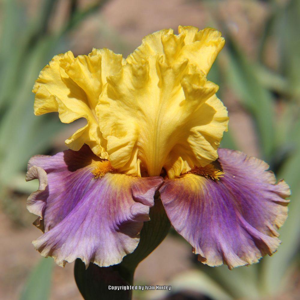 Photo of Tall Bearded Iris (Iris 'In Living Color') uploaded by Ivan_N_Tx