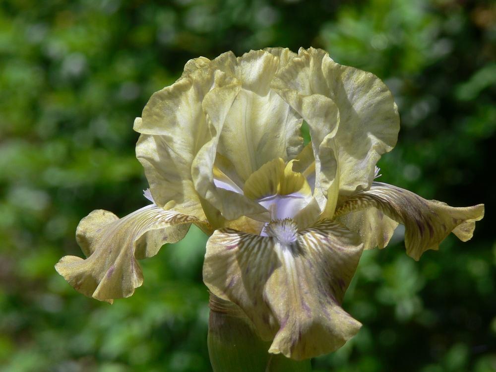 Photo of Intermediate Bearded Iris (Iris 'Sue Zee') uploaded by janwax