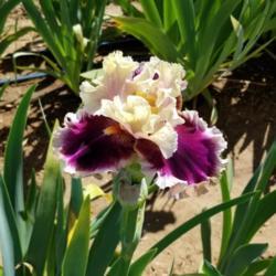 Location: Sacramento, CA
Date: 2019-04-14
Taken at Superstition Iris garden (Rick Tasco's home)