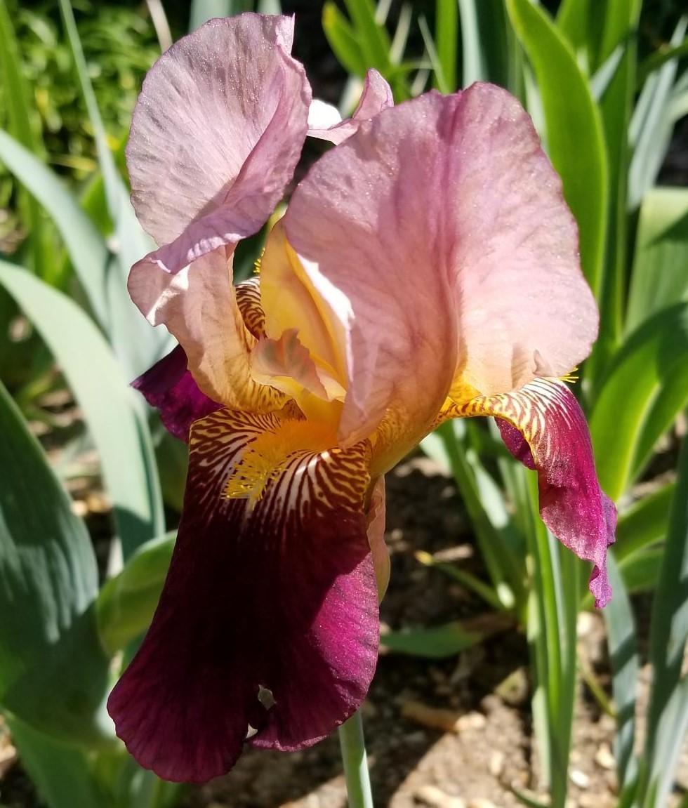 Photo of Tall Bearded Iris (Iris 'Indian Chief') uploaded by jigs1968