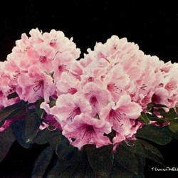 
Date: c. 1911
illustration from 'Rhododendrons and Azaleas' by the Jacks, 1911