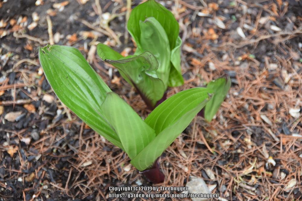 Photo of Hosta 'First Blush' uploaded by treehugger