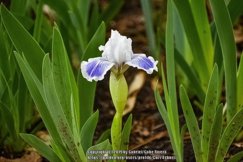 Photo of Standard Dwarf Bearded Iris (Iris 'Big Blue Eyes') uploaded by Cuzz4short