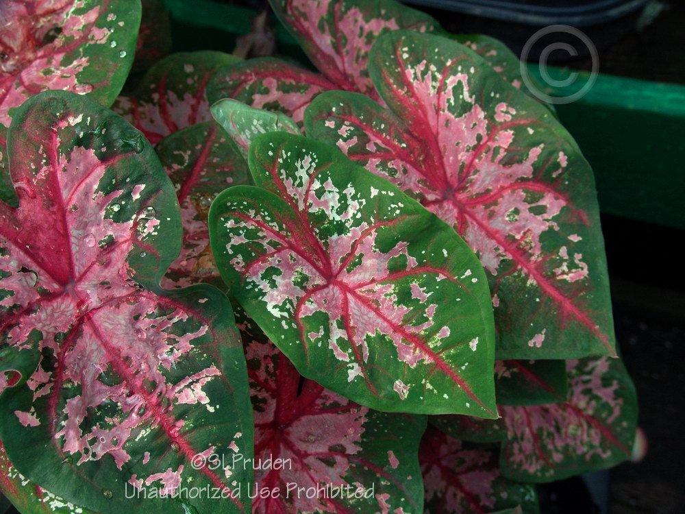 Photo of Fancy-Leaf Caladium (Caladium 'Carolyn Wharton') uploaded by DaylilySLP