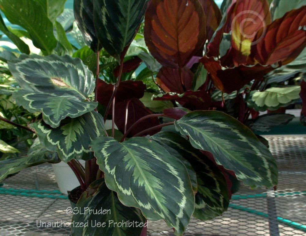 Photo of Rose Painted Calathea (Goeppertia roseopicta) uploaded by DaylilySLP
