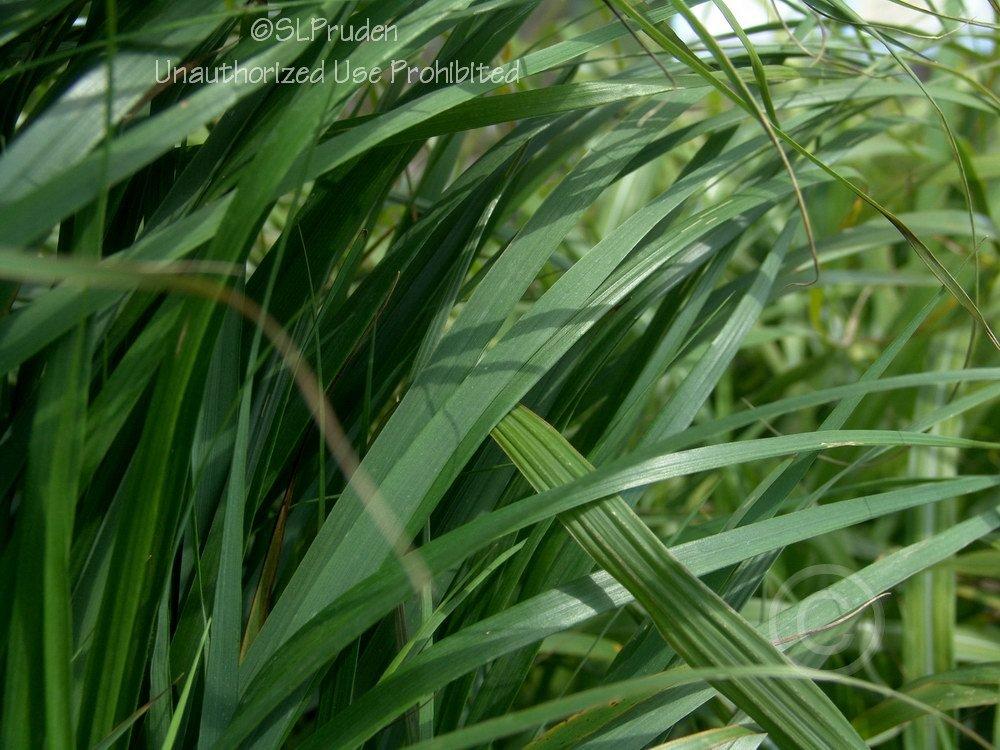 Photo of Feather Reed Grass (Calamagrostis x acutiflora 'Karl Foerster') uploaded by DaylilySLP
