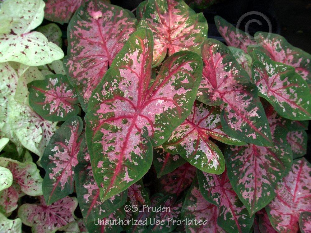 Photo of Fancy-Leaf Caladium (Caladium 'Carolyn Wharton') uploaded by DaylilySLP
