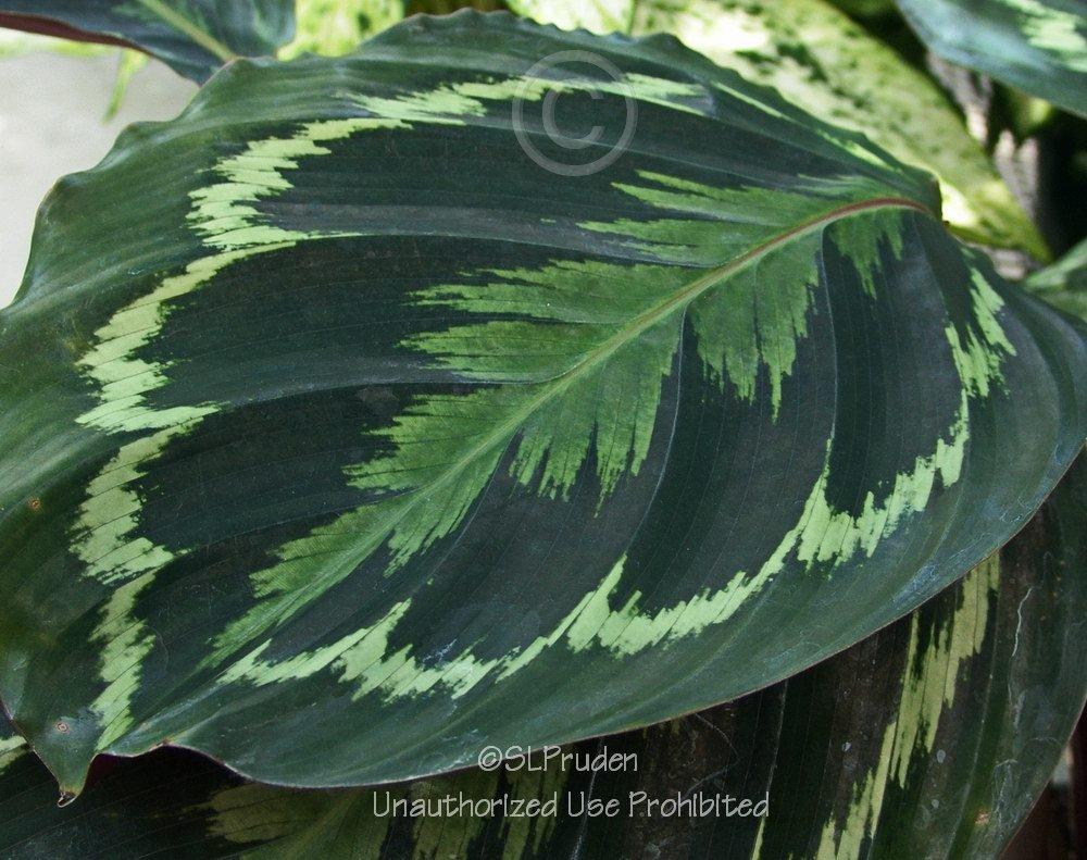 Photo of Rose Painted Calathea (Goeppertia roseopicta) uploaded by DaylilySLP