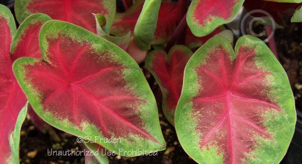 Photo of Fancy-leaf Caladium (Caladium 'Frieda Hemple') uploaded by DaylilySLP