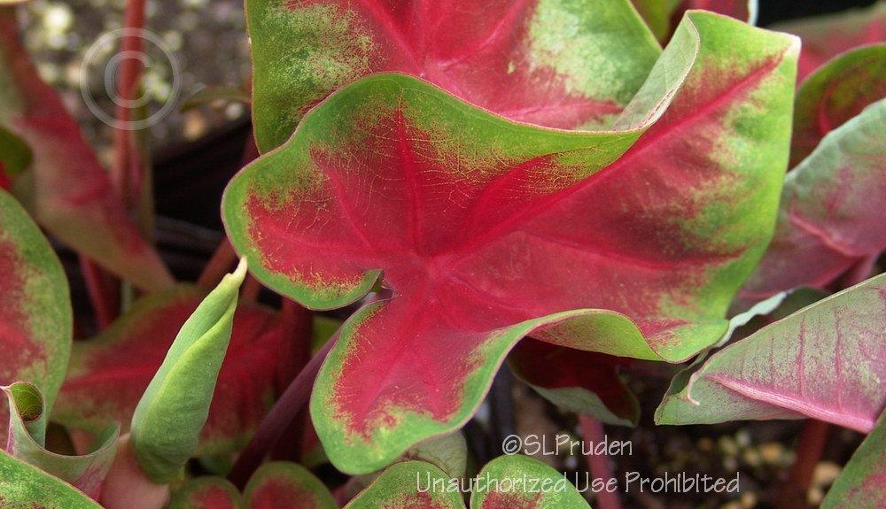 Photo of Fancy-leaf Caladium (Caladium 'Frieda Hemple') uploaded by DaylilySLP