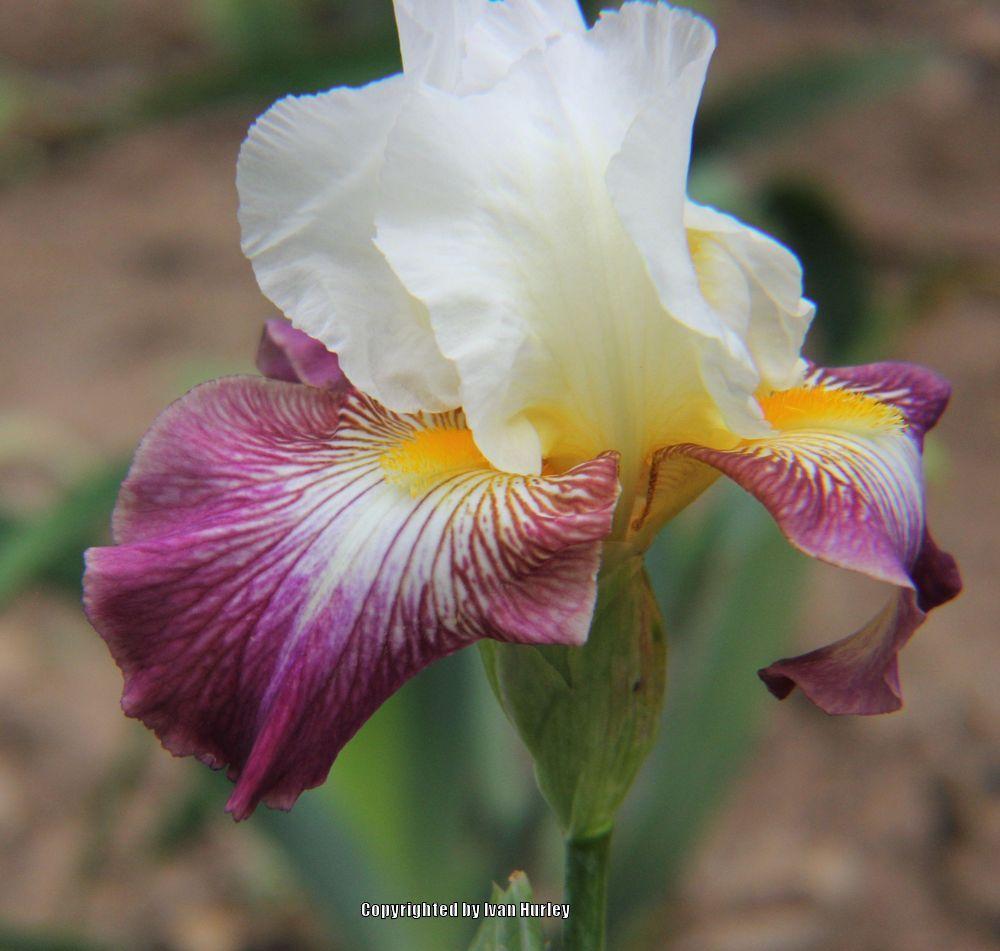 Photo of Tall Bearded Iris (Iris 'Color Strokes') uploaded by Ivan_N_Tx