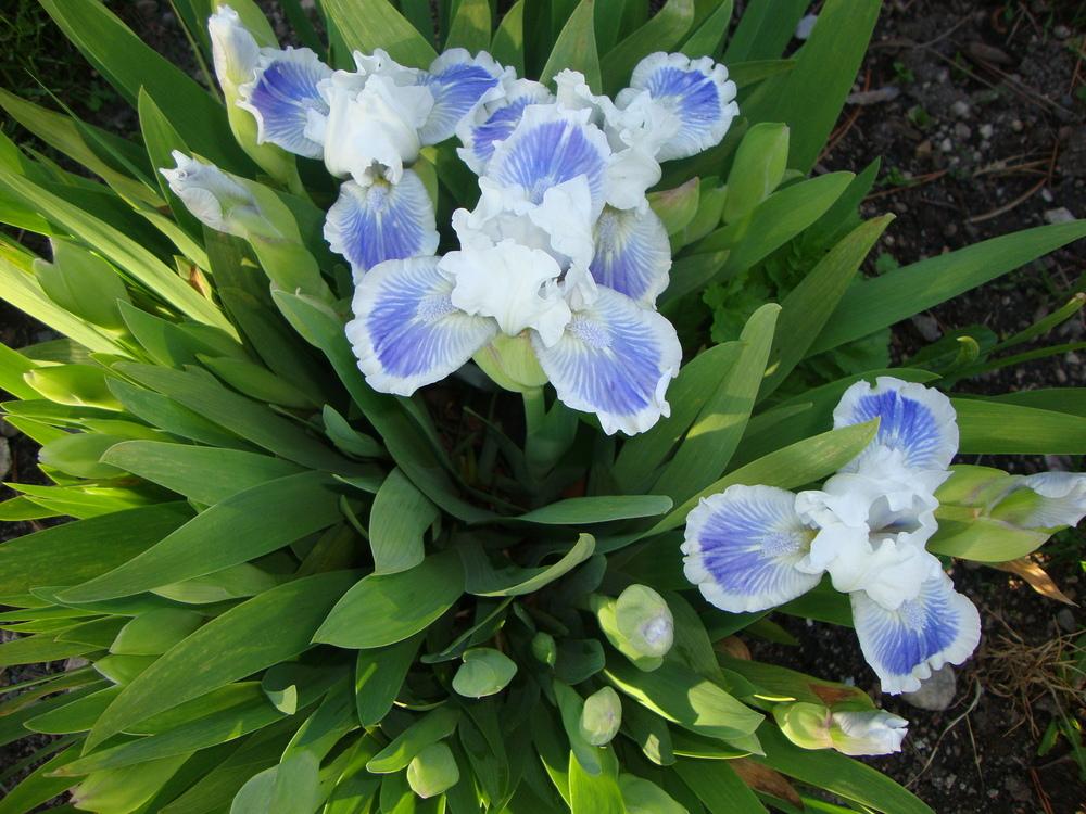 Photo of Standard Dwarf Bearded Iris (Iris 'Big Blue Eyes') uploaded by Paul2032