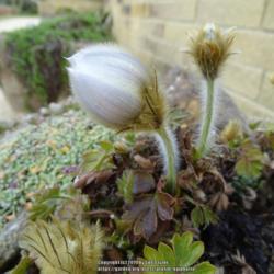 Location: RHS Harlow Carr alpine house, Yorkshire
Date: 2019-04-12