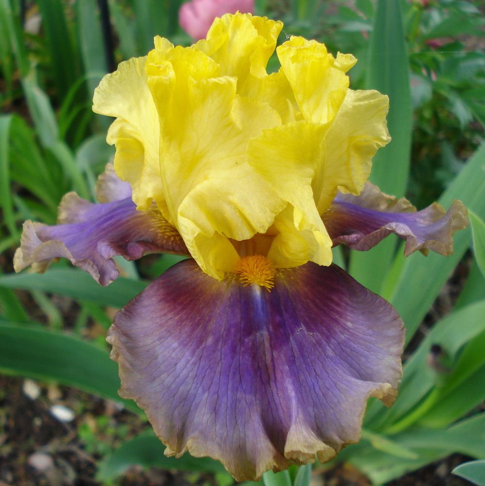 Photo of Tall Bearded Iris (Iris 'In Living Color') uploaded by lovemyhouse