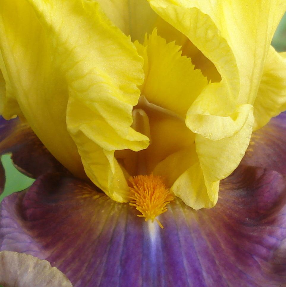Photo of Tall Bearded Iris (Iris 'In Living Color') uploaded by lovemyhouse