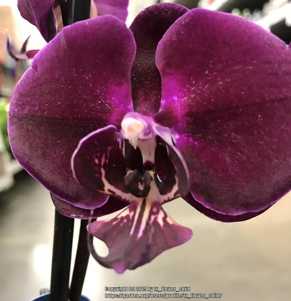 Photo of Orchid (Phalaenopsis Fusheng Purple Velvet-Mount 'J2154') uploaded by tx_flower_child