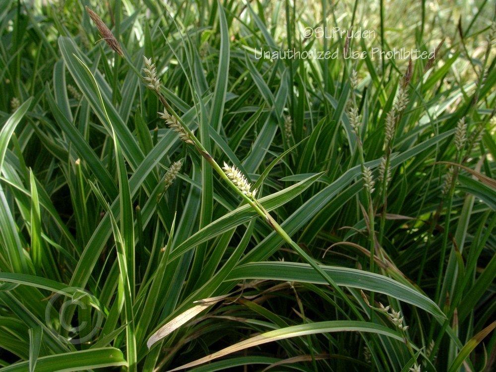 Photo of Japanese Grass Sedge (Carex morrowii 'Ice Dance') uploaded by DaylilySLP