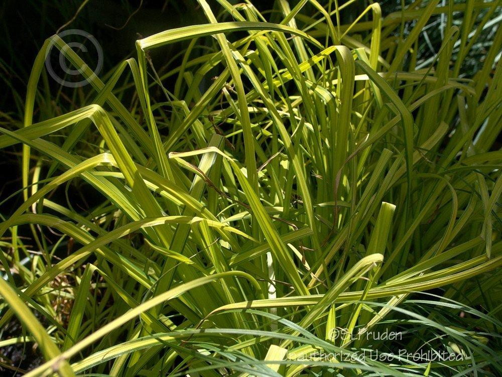 Photo of Bowles' Golden Sedge (Carex elata 'Aurea') uploaded by DaylilySLP
