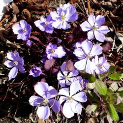 Location: Nora's Garden - Castlegar, B.C.
Date: 2019-04-17
- Under the mauve flower heads, purple foliage emerges.