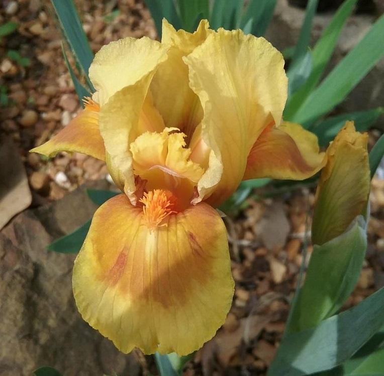 Photo of Standard Dwarf Bearded Iris (Iris 'Lingo') uploaded by grannysgarden