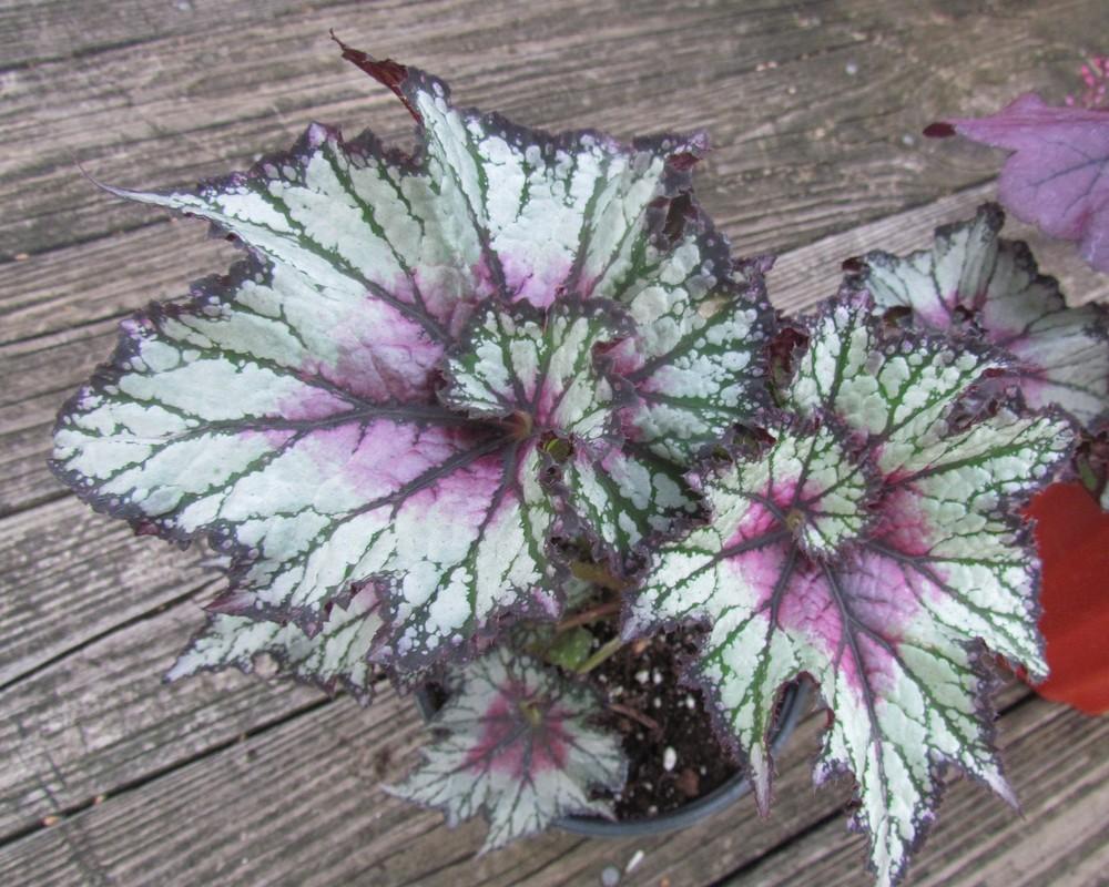 Photo of Rex Begonia (Begonia rex Dibs™ Cherry Mint) uploaded by greenthumb99