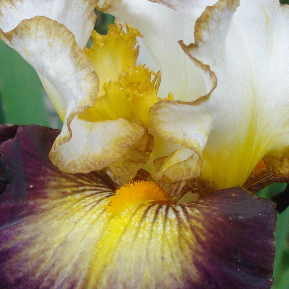 Photo of Tall Bearded Iris (Iris 'Superhero') uploaded by lovemyhouse