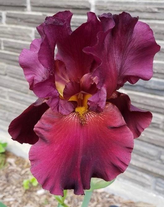 Photo of Tall Bearded Iris (Iris 'Dynamite') uploaded by txtreehugger
