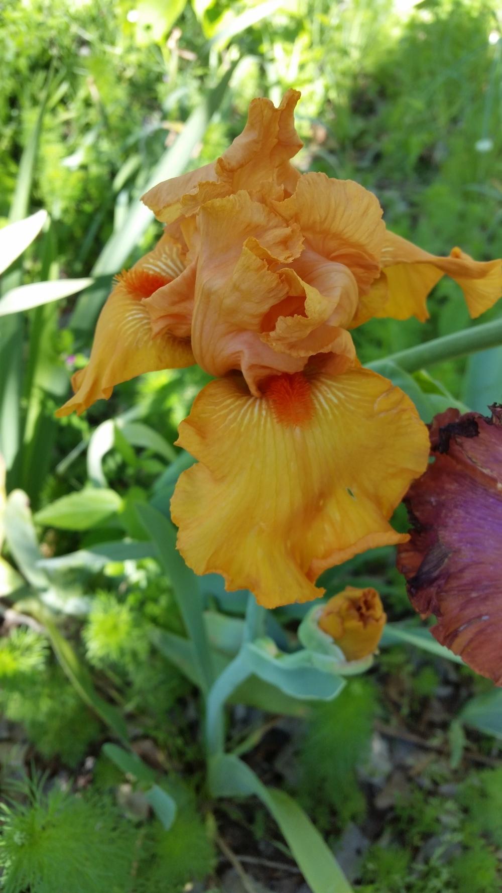 Photo of Tall Bearded Iris (Iris 'Good Show') uploaded by FAIRYROSE