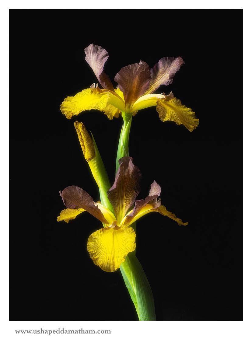 Photo of Spuria Iris (Iris 'Piper May') uploaded by Jacaranda