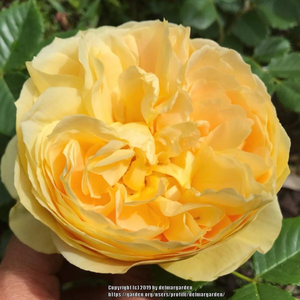 Photo of Rose (Rosa 'Golden Zest') uploaded by delmargarden