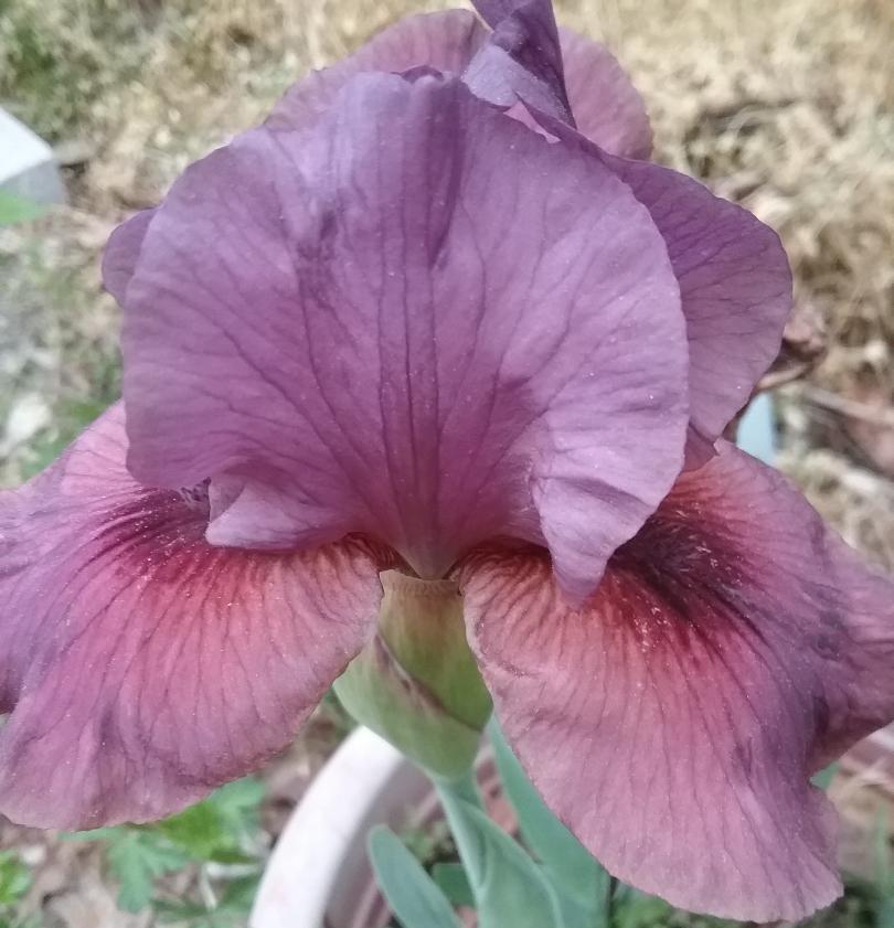Photo of Arilbred Iris (Iris 'Chain Reaction') uploaded by grannysgarden