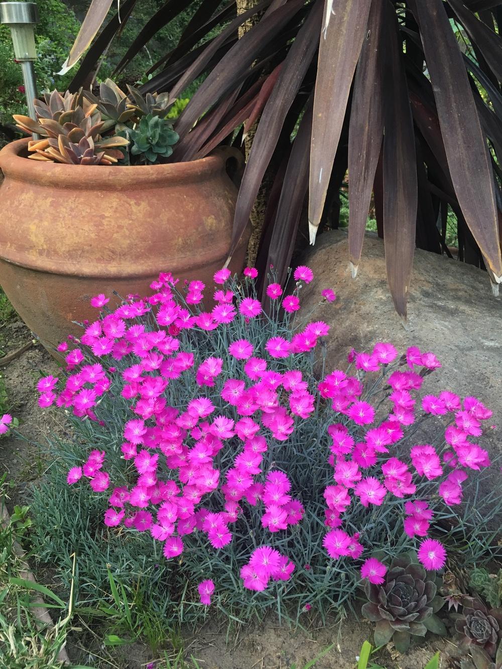 Photo of Cheddar Pink (Dianthus gratianopolitanus 'Feuerhexe') uploaded by Calif_Sue