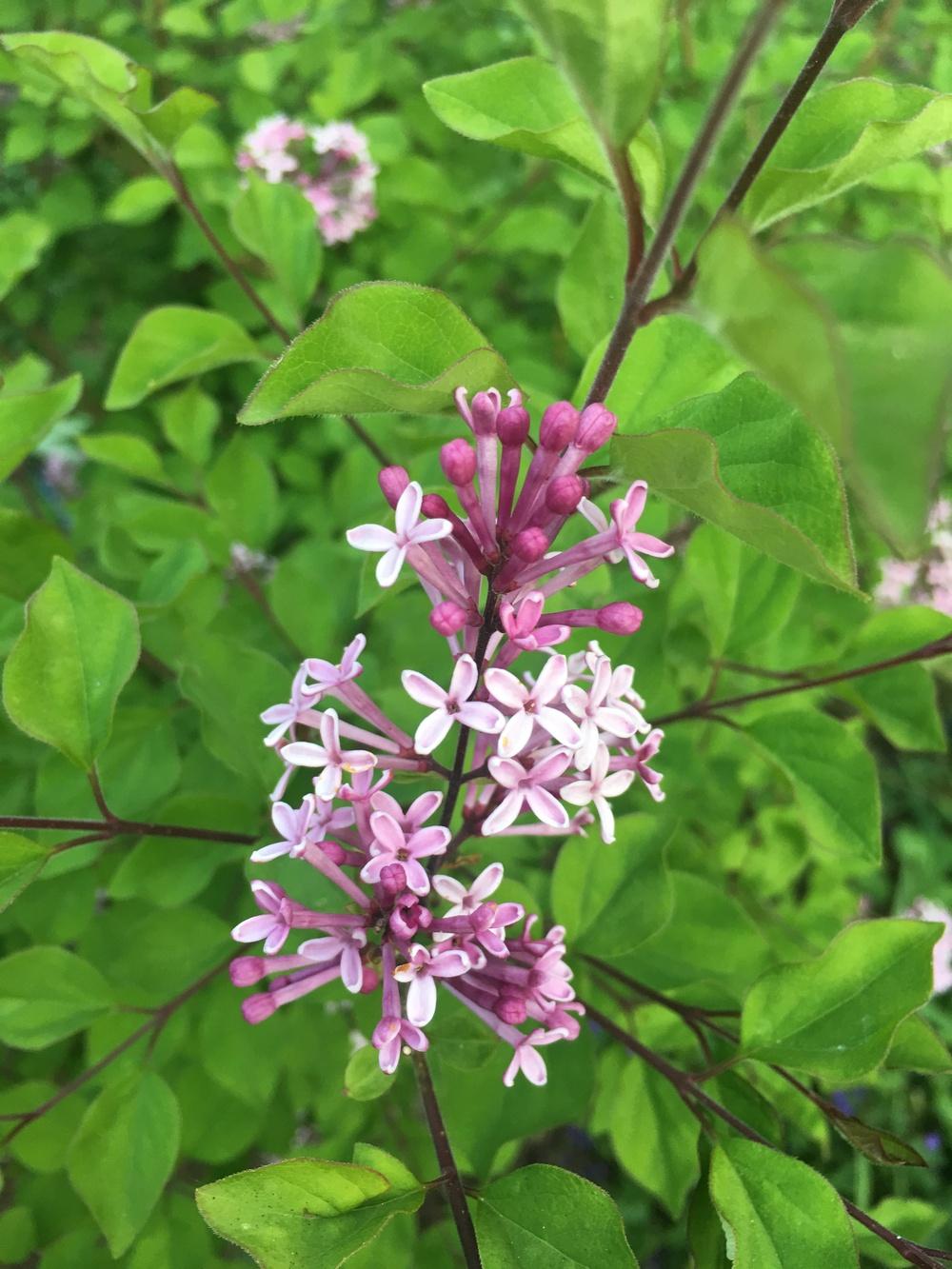 Photo of Manchurian Lilac (Syringa pubescens subsp. patula 'Miss Kim') uploaded by Calif_Sue