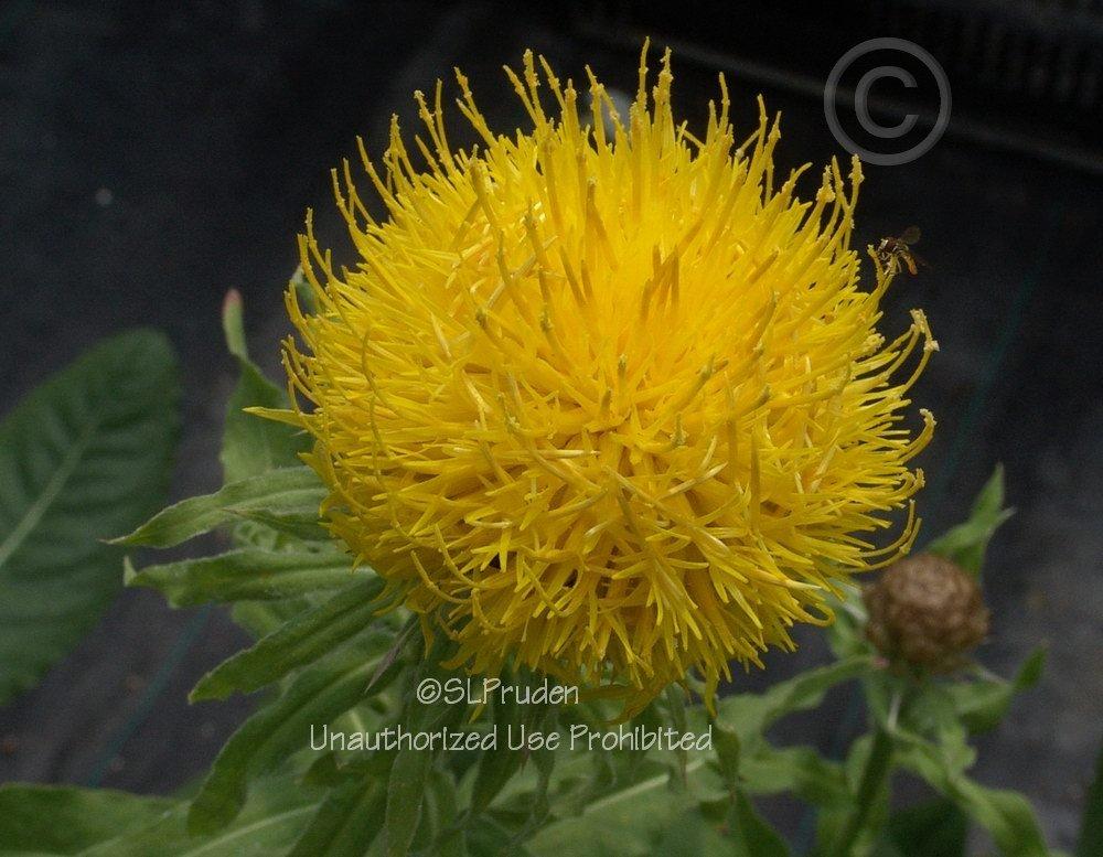 Photo of Lemon Fluff Knapweed (Centaurea macrocephala) uploaded by DaylilySLP