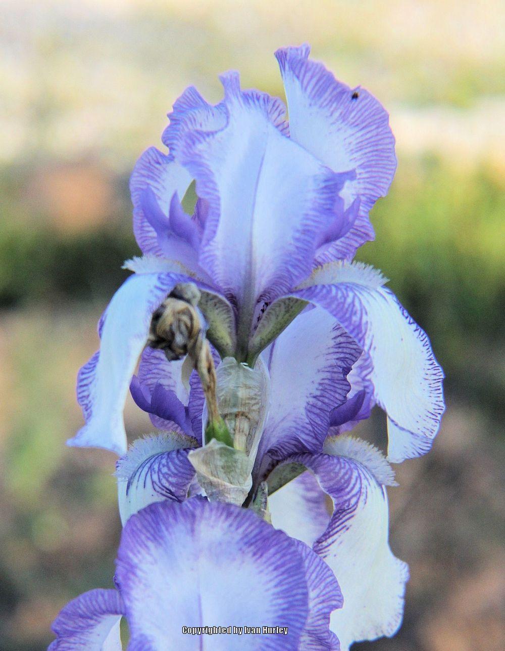 Photo of Tall Bearded Iris (Iris 'Mme. Chereau') uploaded by Ivan_N_Tx