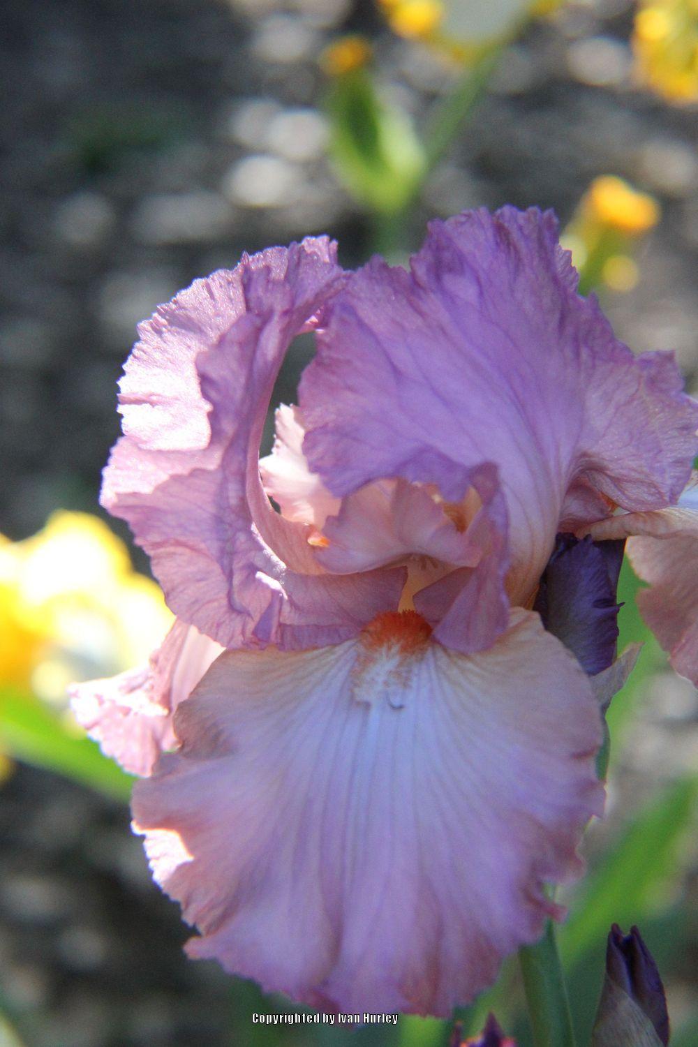 Photo of Tall Bearded Iris (Iris 'Painted Clouds') uploaded by Ivan_N_Tx