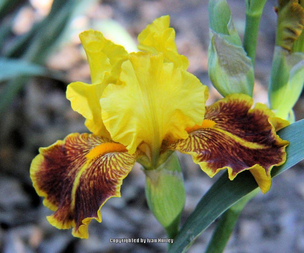 Photo of Tall Bearded Iris (Iris 'Dazzling Gold') uploaded by Ivan_N_Tx