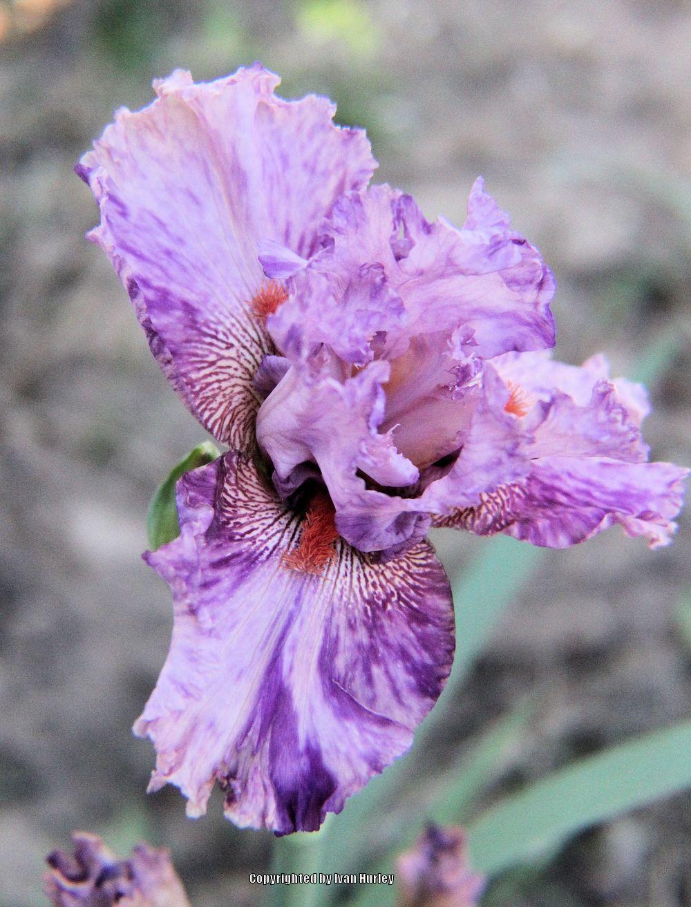Photo of Tall Bearded Iris (Iris 'Squid Squirt') uploaded by Ivan_N_Tx