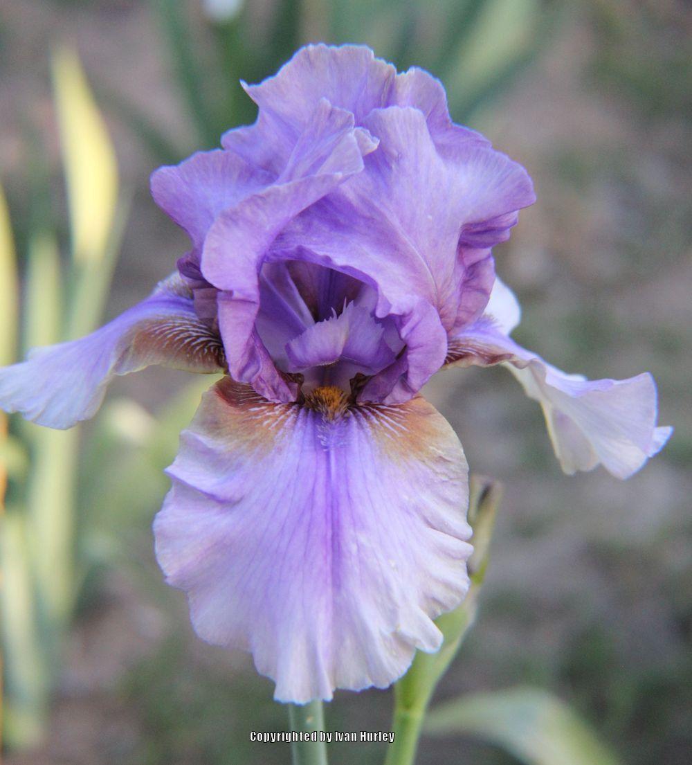 Photo of Tall Bearded Iris (Iris 'Collage') uploaded by Ivan_N_Tx